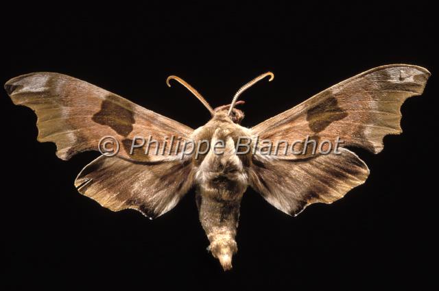 mimas tiliae2.JPG - Mimas tiliaeSphinx du tilleulLime Hawk mothLepidoptera, SphingidaeFrance